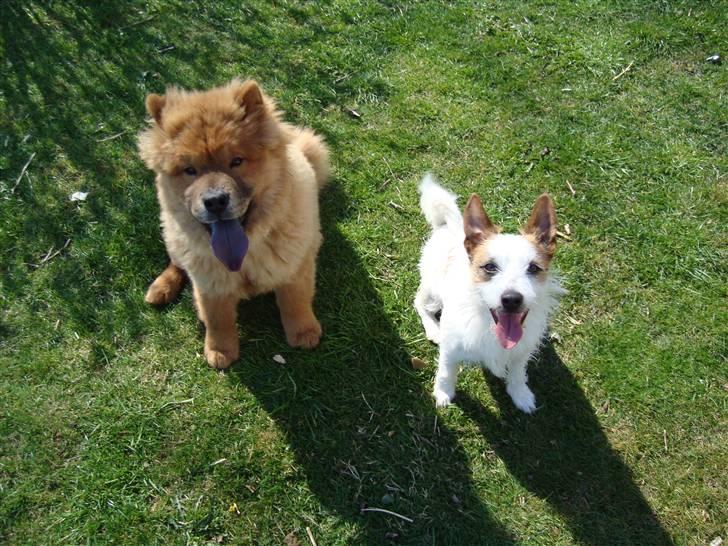 Chow chow Ballou - RIP <3 - Såååååh søde ;D billede 16