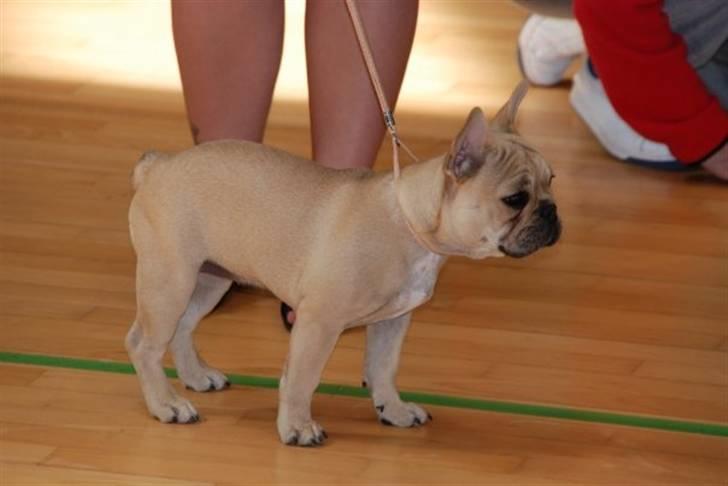 Fransk bulldog Almirah billede 8