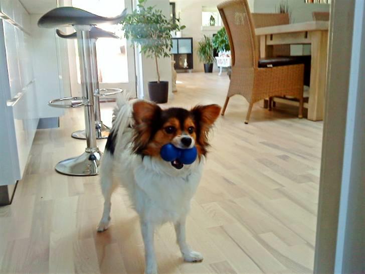 Papillon maggie billede 6