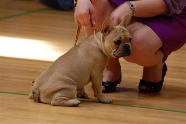 Fransk bulldog Almirah billede 9