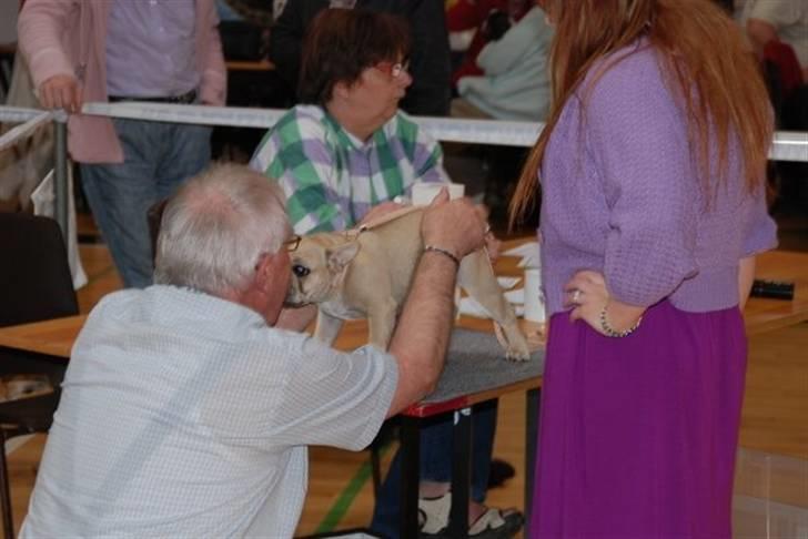 Fransk bulldog Almirah billede 11