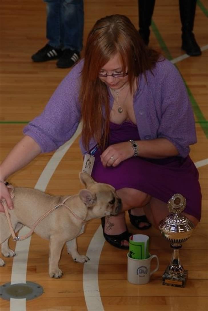 Fransk bulldog Almirah billede 12