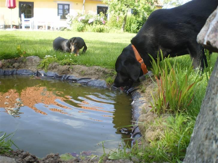 Gravhund Rita med hvalpe - jacko drikker og rita spiser kødben billede 14