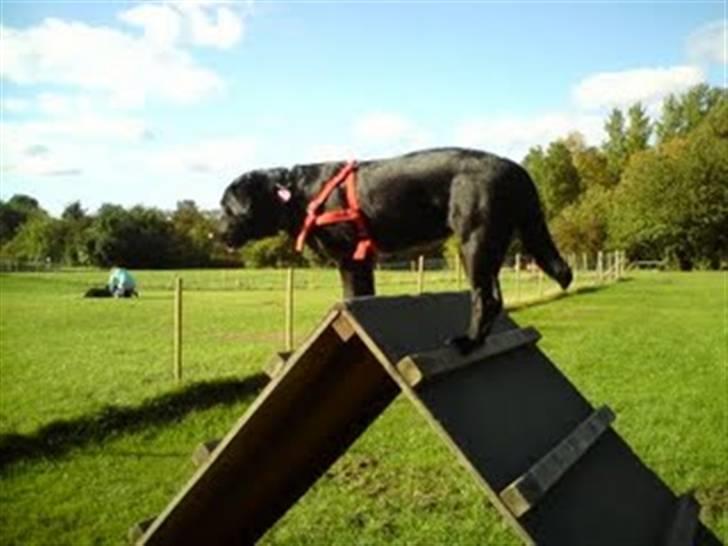Labrador retriever Clara - Uha, der er vist lidt langt ned! billede 8
