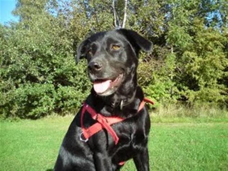 Labrador retriever Clara billede 9