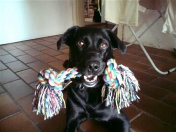 Labrador retriever Clara billede 10