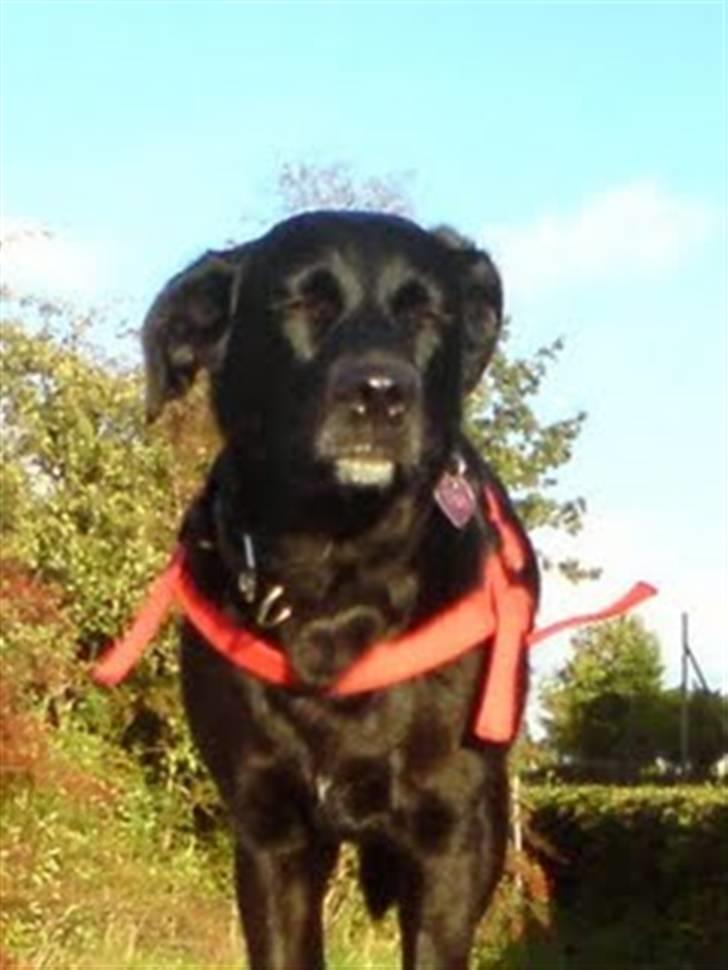 Labrador retriever Clara billede 11