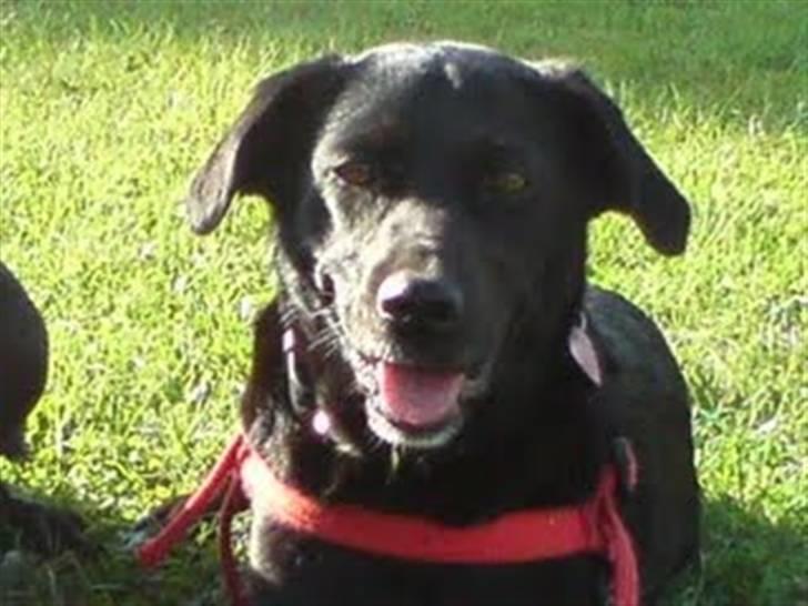 Labrador retriever Clara billede 12