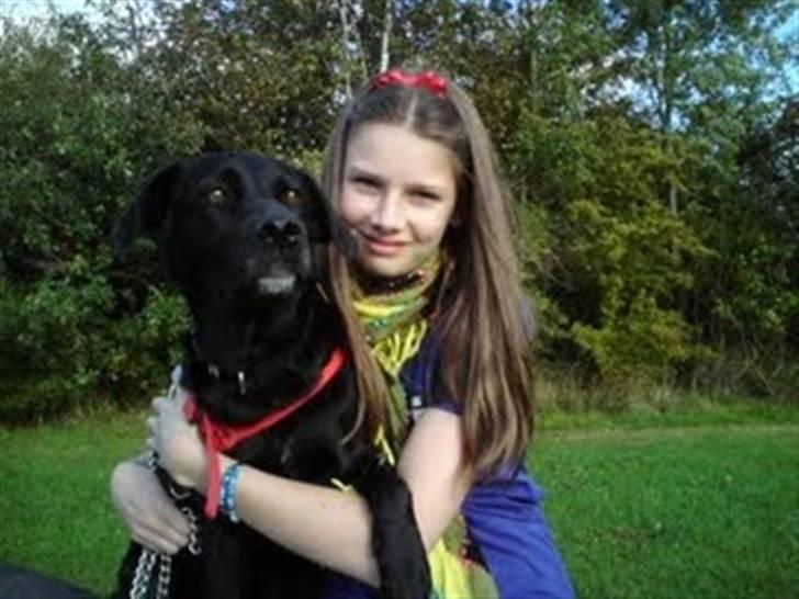 Labrador retriever Clara billede 13