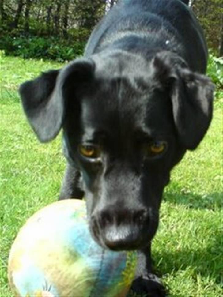 Labrador retriever Clara billede 14