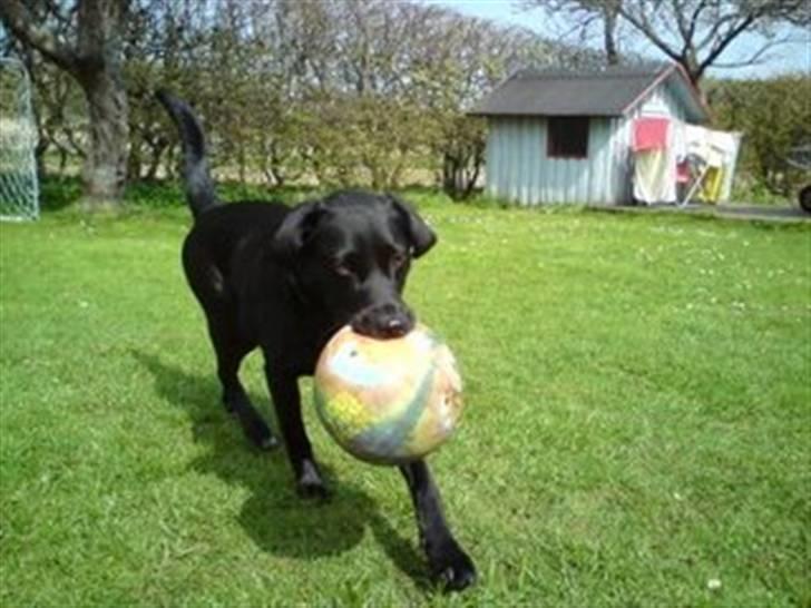 Labrador retriever Clara - Så nu skal vi lege! billede 15