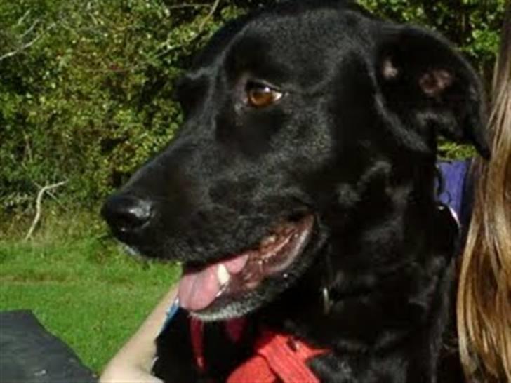 Labrador retriever Clara billede 16