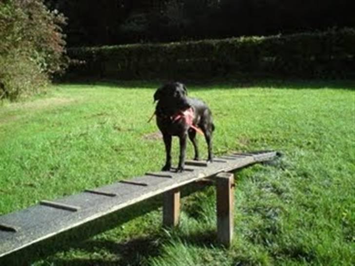 Labrador retriever Clara - Clara på agility banen billede 17