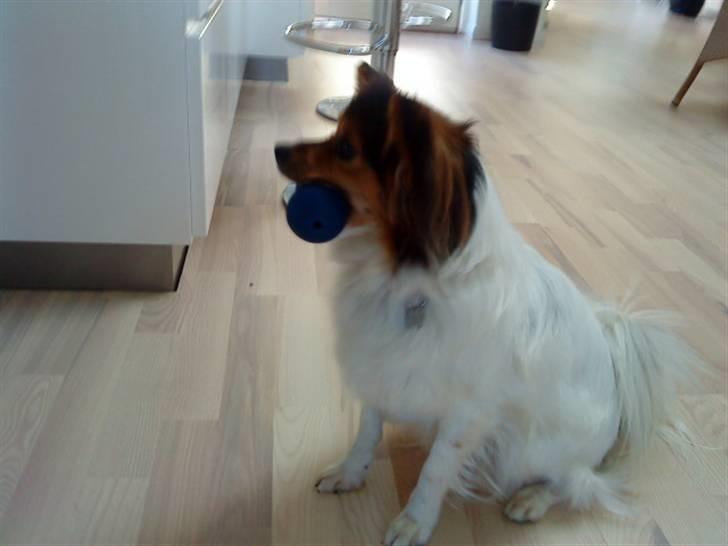 Papillon maggie billede 7