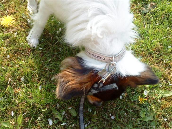 Papillon maggie billede 8