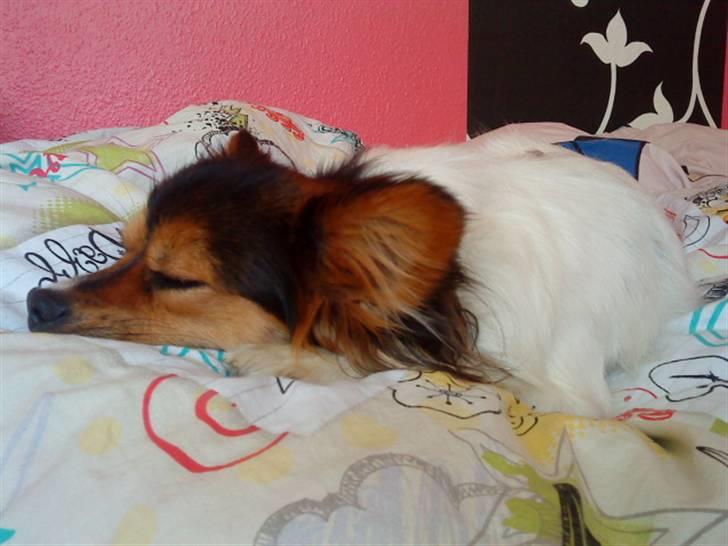 Papillon maggie billede 9