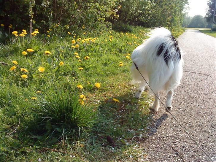 Papillon maggie billede 10