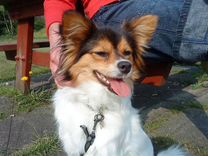 Papillon maggie billede 11