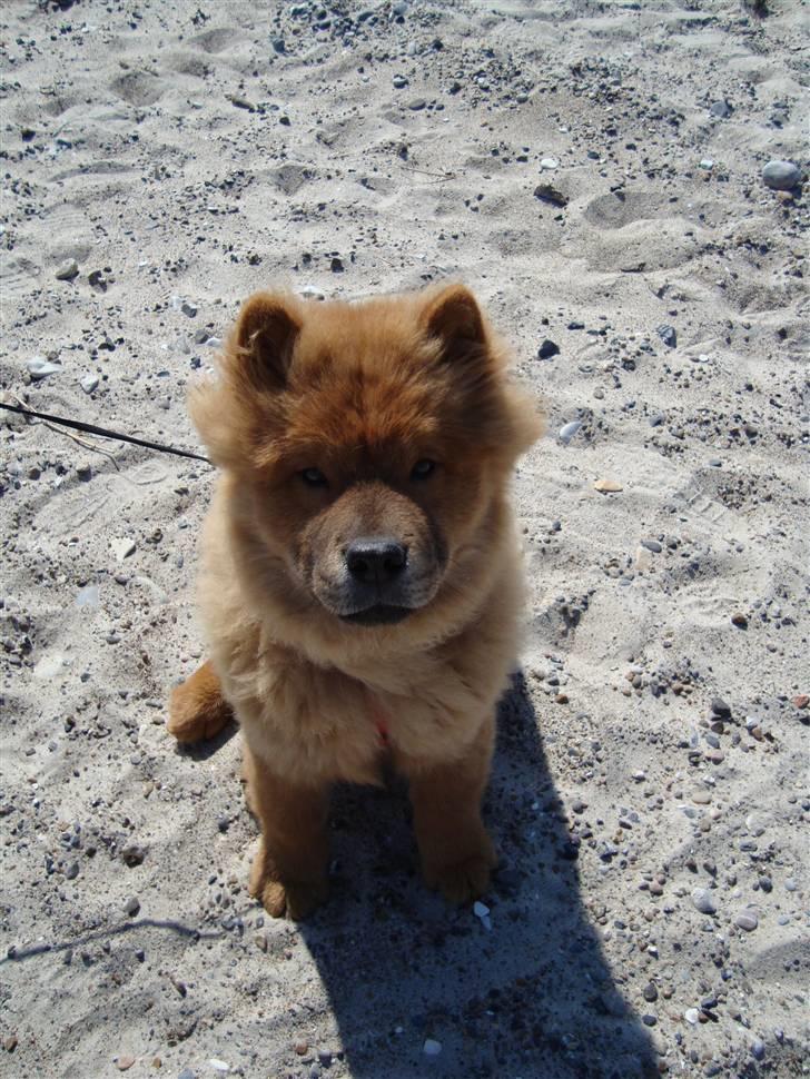 Chow chow Ballou - RIP <3 - Jeg er ved havet, igen.. ;D billede 17