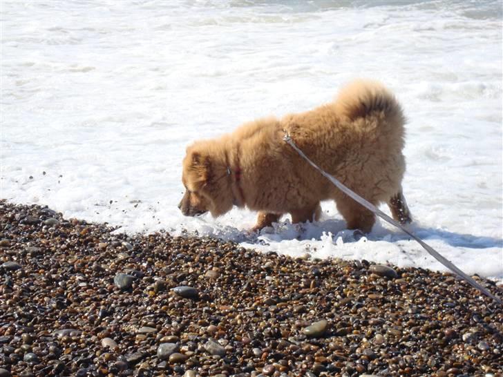 Chow chow Ballou - RIP <3 - Hjææælp, bølgen fangede mig billede 18