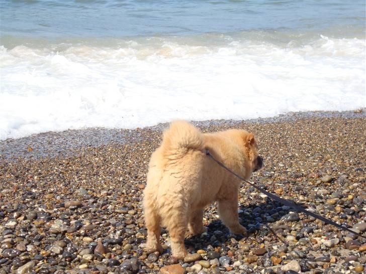 Chow chow Ballou - RIP <3 - Mere vand.. aaaah billede 19
