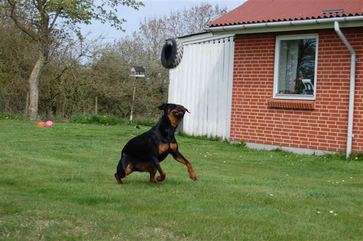 Rottweiler Angel billede 20