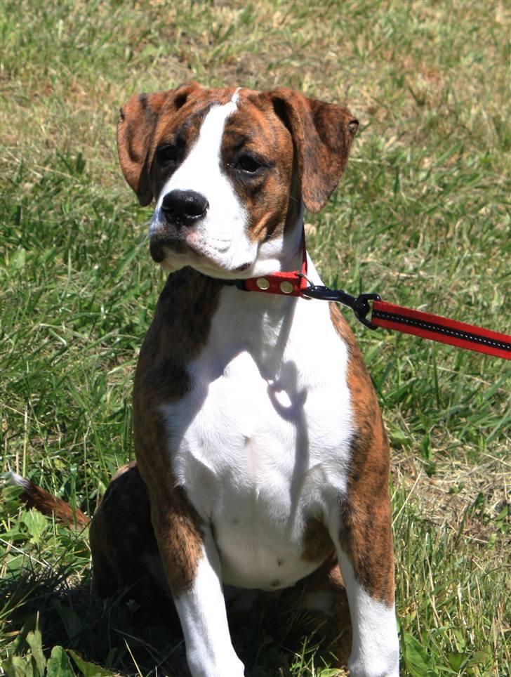 Blanding af racer Bella - Bella har fået en nakkedelle! billede 2