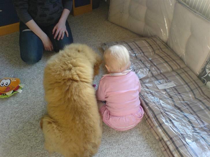 Chow chow Ballou - RIP <3 - Hva laver du Amalie ? billede 20