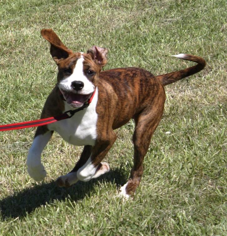 Blanding af racer Bella billede 3