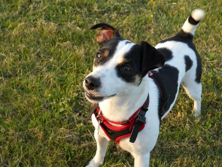 Blanding af racer Frida - Frida står fint og tigger efter godbidder ;) Juni 2010 billede 1