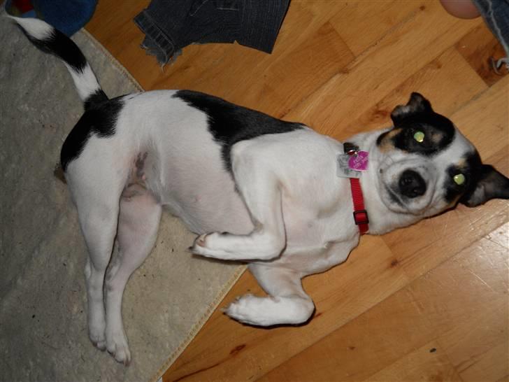 Blanding af racer Frida - Frida lægger ´død´ og venter på godbid ;) Nyt trick ;) Juli 2010 billede 2