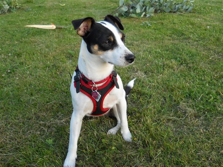 Blanding af racer Frida - Frida er SÅ fotogen! juni 2010 billede 3