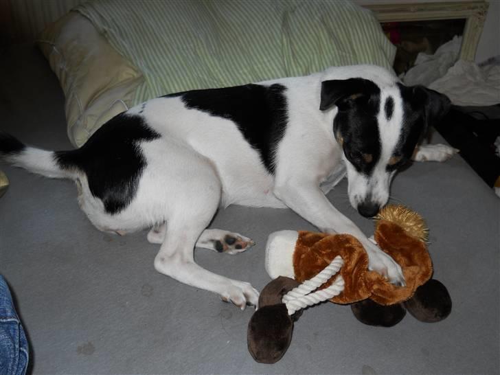 Blanding af racer Frida - Frida med hendes elskede hest :o) Juni 2010 billede 4