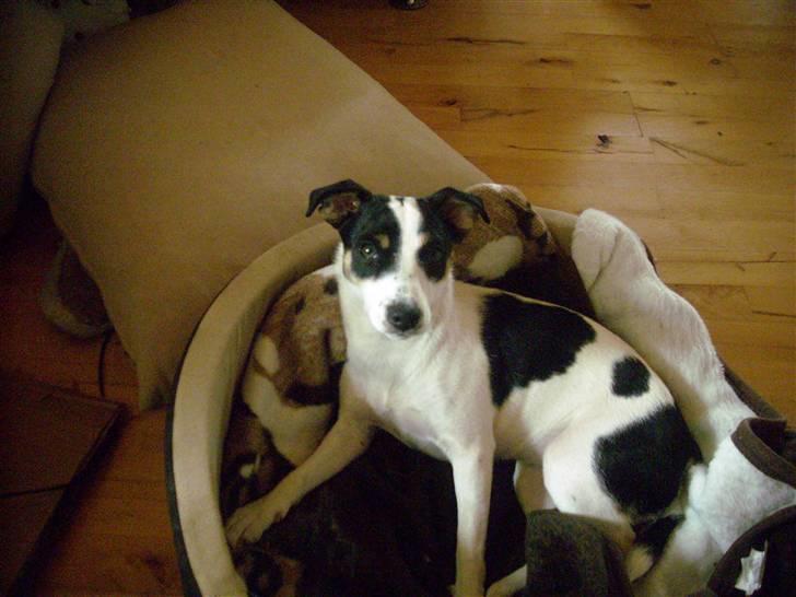 Blanding af racer Frida billede 5