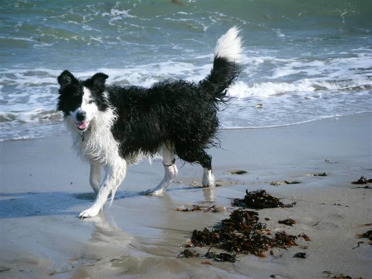 Border collie Sera billede 16