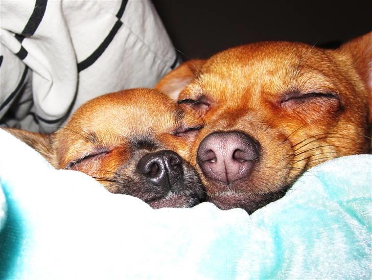 Blanding af racer Chihuahua/Dværgpinscher *~ Paya ~* R.I.P - Hér snupper jeg en morfar med min skønne søster, Shika! ZzzZzz... Nat nat! :o) billede 3