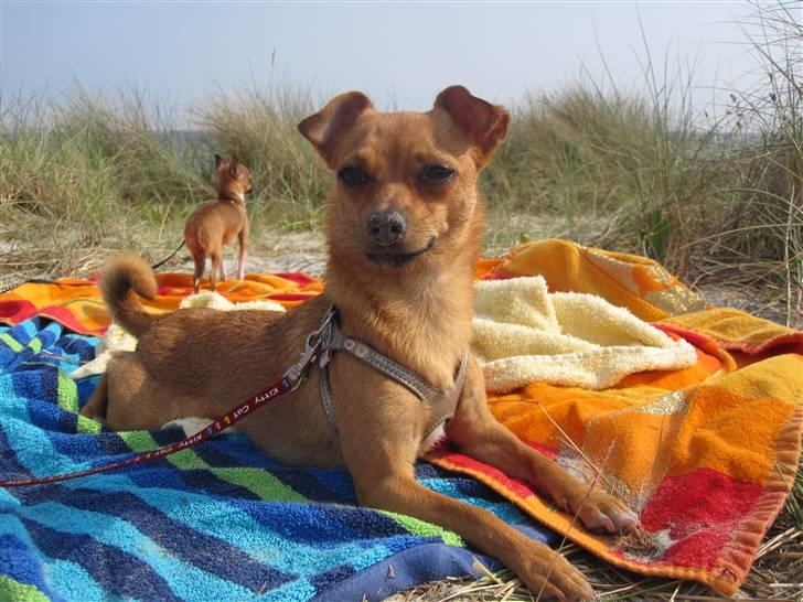 Blanding af racer Chihuahua/Dværgpinscher *~ Paya ~* R.I.P - Uumm, solslikning - Og god udsigt til lækre hanvovser! Skønt! ;o) billede 12