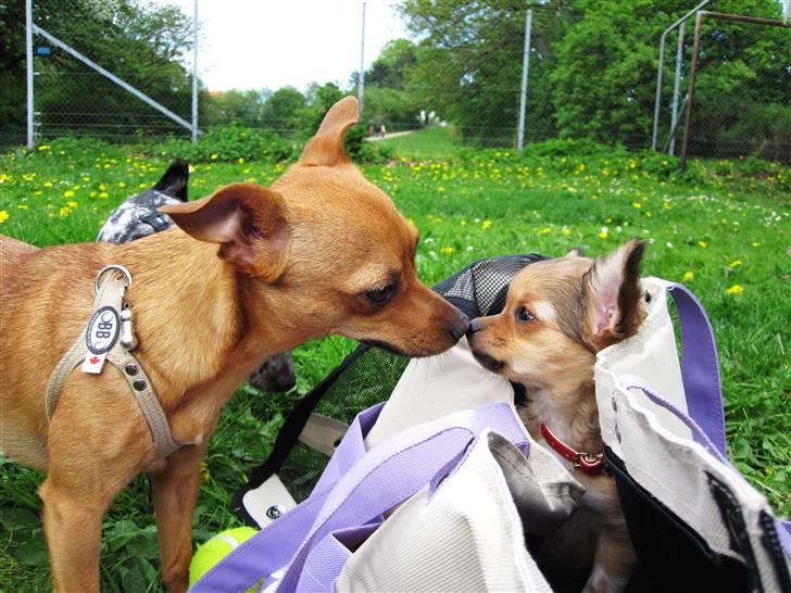 Blanding af racer Chihuahua/Dværgpinscher *~ Paya ~* R.I.P - Paya med sin lege-veninde Felia - Felia er nu noget større! ;o) billede 13