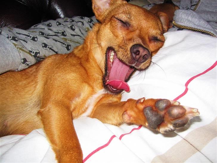 Blanding af racer Chihuahua/Dværgpinscher *~ Paya ~* R.I.P - Ååårhhh, vi skal bare altid så tidligt op!! Gaaaaab... billede 14