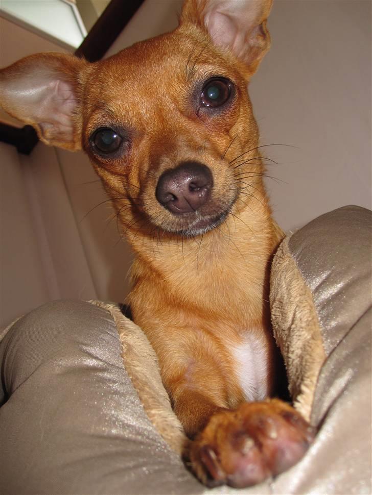 Blanding af racer Chihuahua/Dværgpinscher *~ Paya ~* R.I.P - Paya smiler det bedste hun har lært! :) billede 15