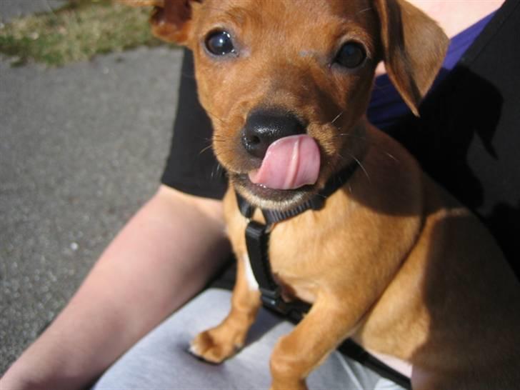 Blanding af racer Bailey billede 1