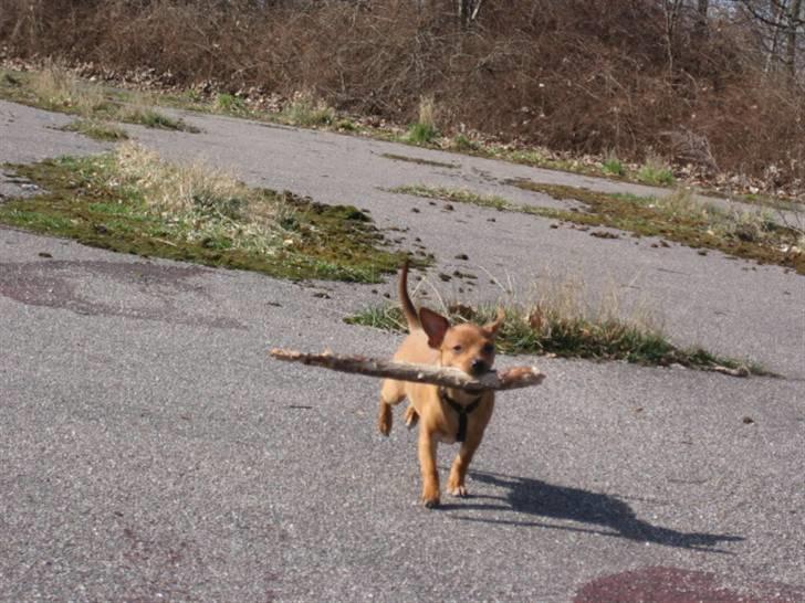 Blanding af racer Bailey billede 2