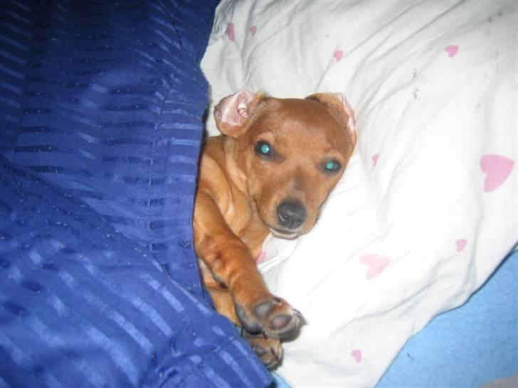 Blanding af racer Bailey - Hun elsker at sove ligesom vi selv gør, med dyne og pude. billede 3