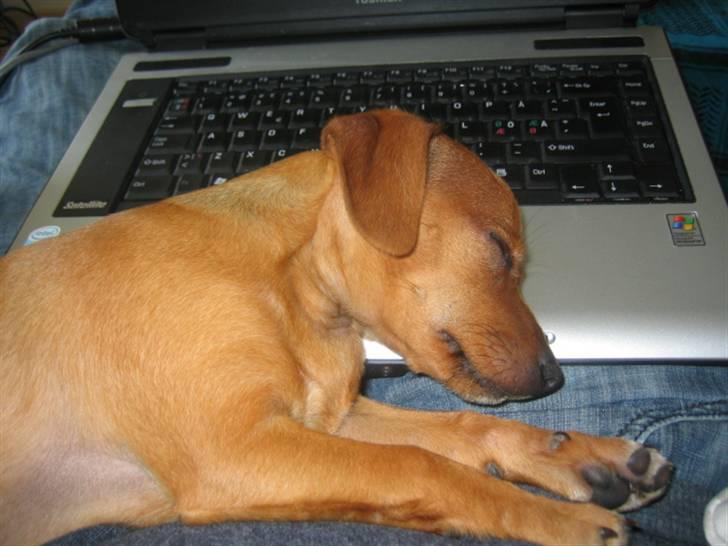 Blanding af racer Bailey - Hun lagde sig i dyb søvn, mens jeg sad og brugte computeren billede 4