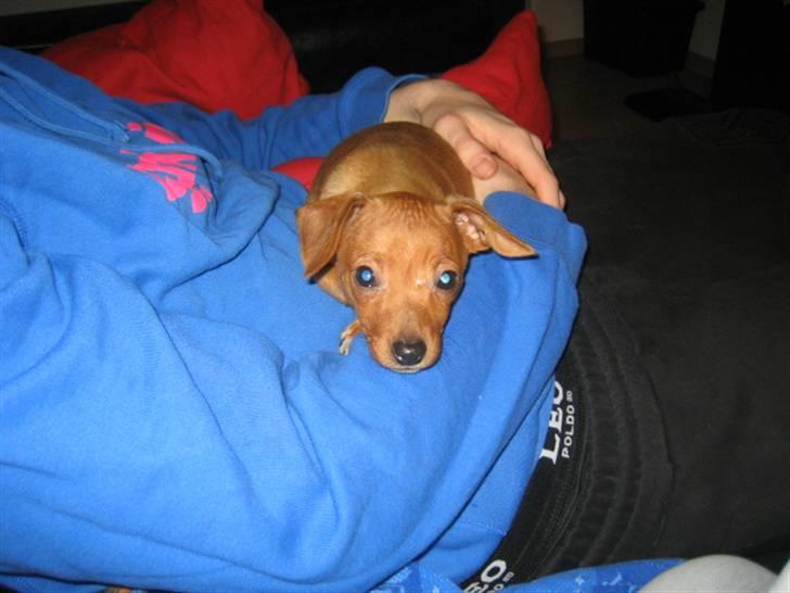 Blanding af racer Bailey - Da vi lige har fået hende hjem. billede 5