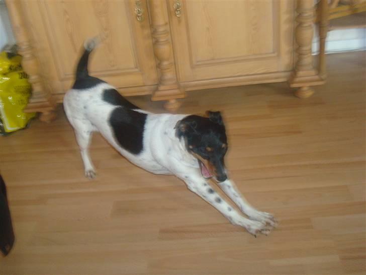 Dansk svensk gaardhund kejsa ( min morfars ) - kejsa strækker sig, sødt =D billede 15