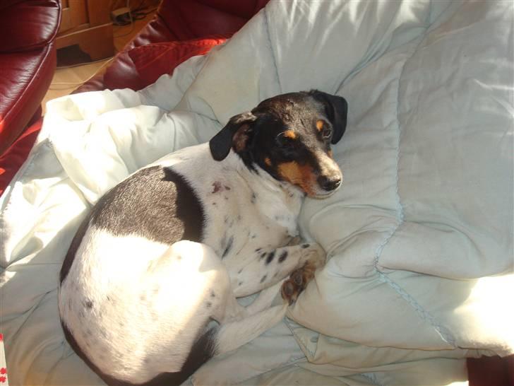 Dansk svensk gaardhund kejsa ( min morfars ) - kejsa ligge og putter =) billede 6