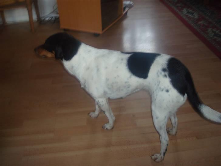 Dansk svensk gaardhund kejsa ( min morfars ) - hun står rigtig godt =D billede 16