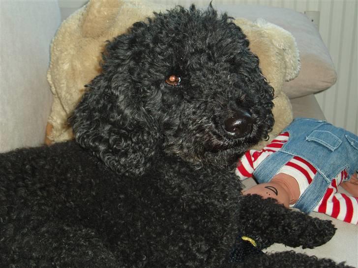 Dværgpuddel Chili - er jeg ikke bare nuttet ??? :) billede 1