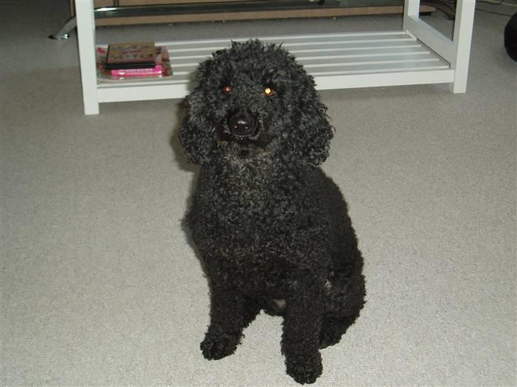 Dværgpuddel Chili - SMIL !!! billede 2